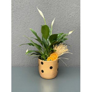 PUANTİYELİ SAKSIDA SPATİFİLYUM